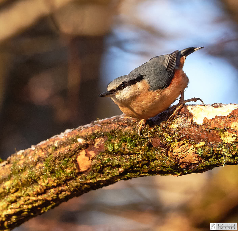 _5059976 Nuthatch about to leave...