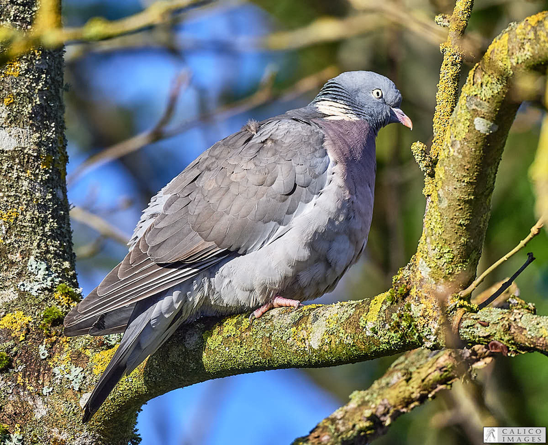 _5060165 Wood Pigeon in...
