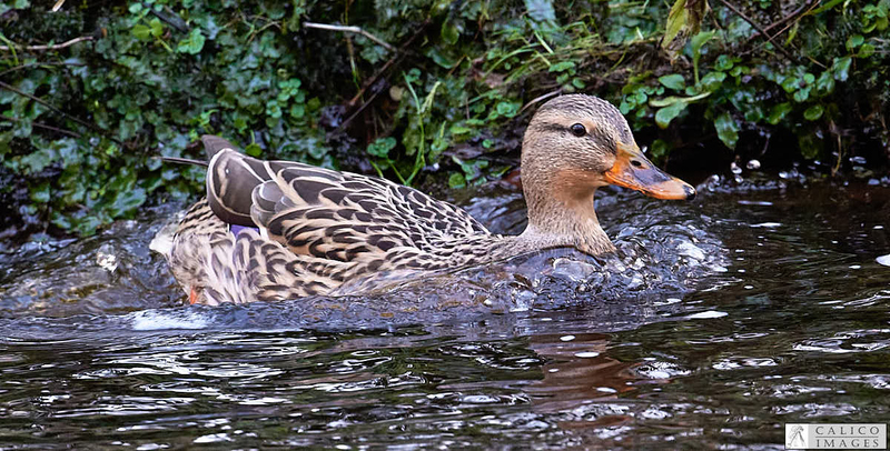 _5060268 Female Mallard hitting the...