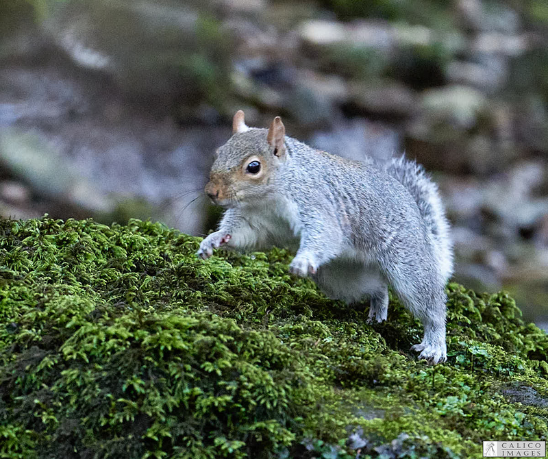 _5060208 Grey Squirrel on moss covered...