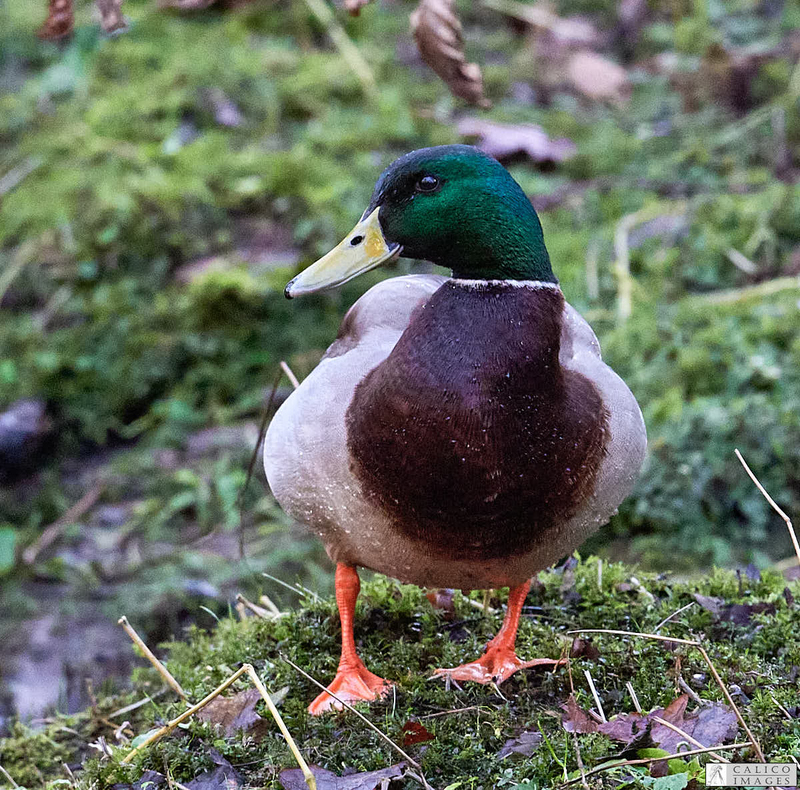 _5060259 Mallard drake on bank of Deepdale...