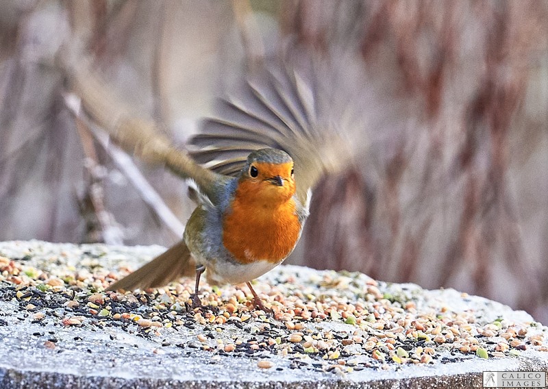 _5059743 Robin about to fly from log...
