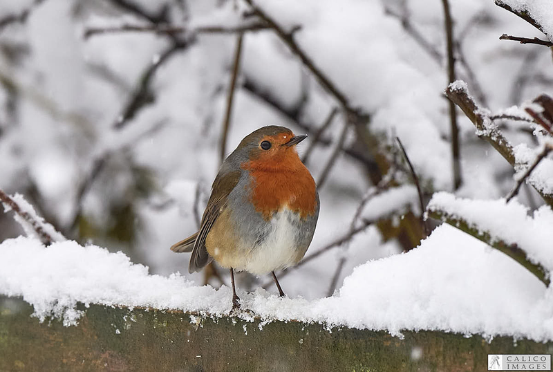 _5060442 Robin in...