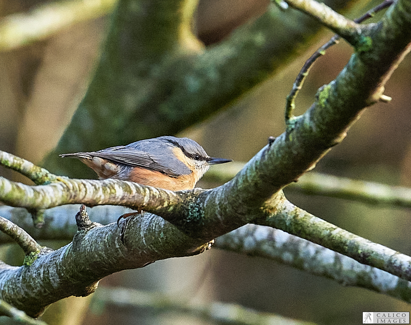_5059761 Nuthatch on tree.