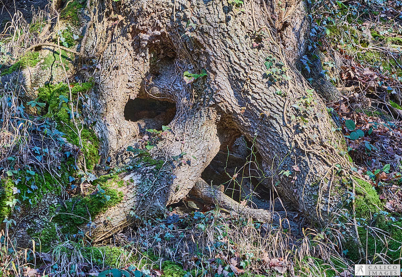 _A028642 Root...