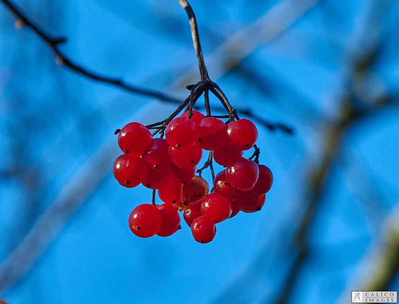 _A028645...