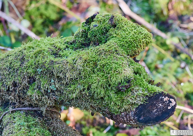 _A028670 Interesting moss...