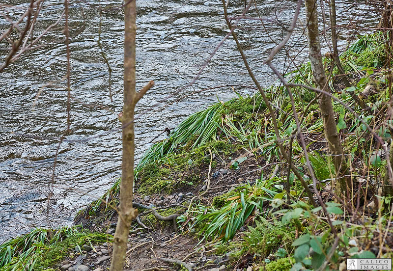 _A028673 Flattened vegetation from the beck in spate.