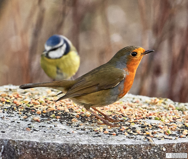 _5059786 Robin and Blue Tit on log...