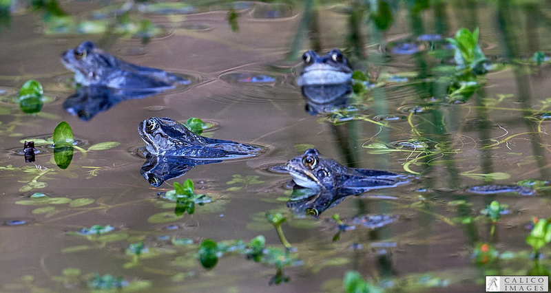 _3040590 