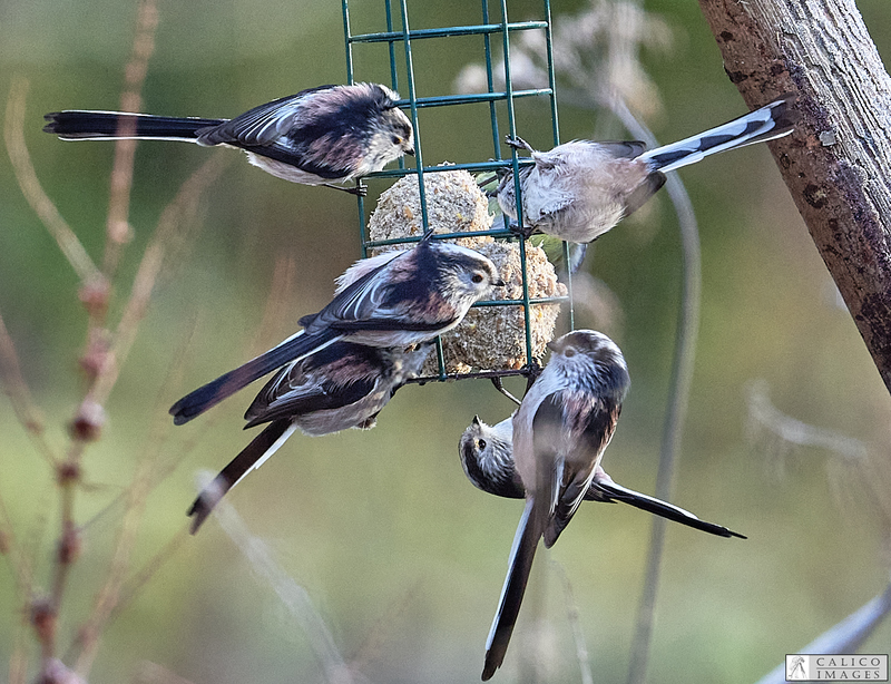 _5059823 Long Tailed Tits on...