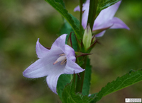 _Z009807