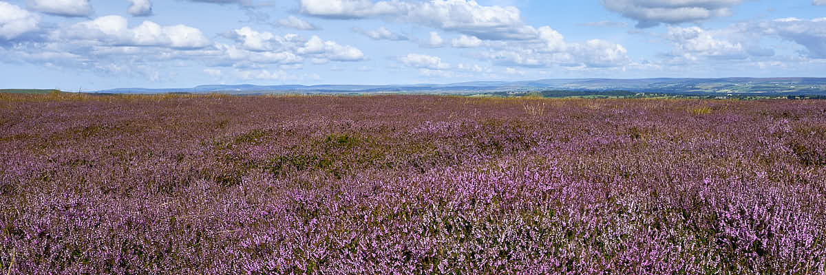 Purple heather in autumn
