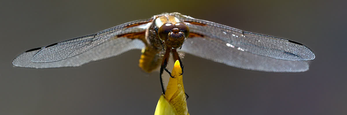 Broad bodied chaser