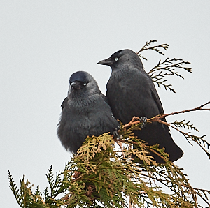 Pair of jackdaws in tree
