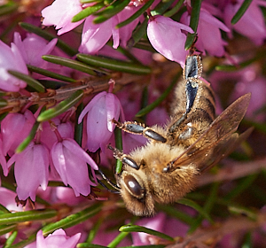 Close up of insect on heather