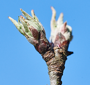 Buds on an apple tree