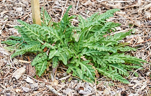 Poppy  growing