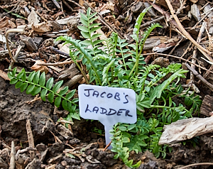 Jacobs ladder plant
