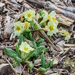 Primroses in flower