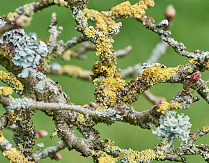 Licehs growing on old apple tree