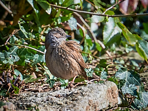 Preening Dunnock