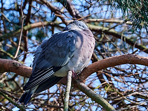 Resting woodpigeon in tree