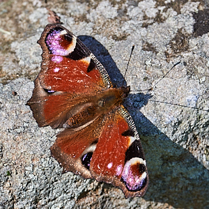 Peacok butterfly
