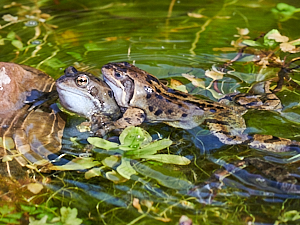 Matign frogs