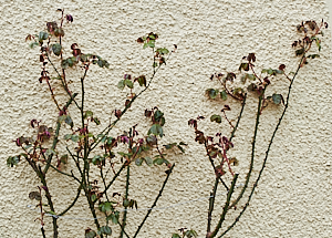 Dublin Bay climbing rose