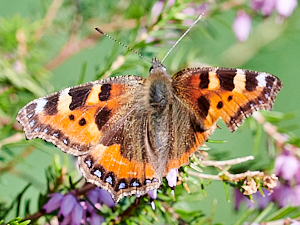 Bedraggled tortoiseshell butterfly