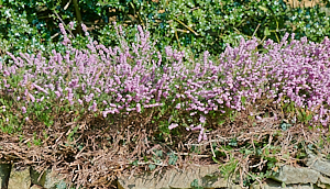 Flowering heather