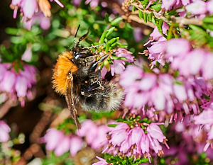 Close up of insect on heather