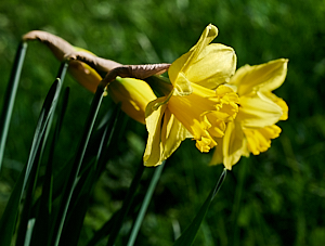 Daffodils in bloom