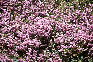 Purple heather