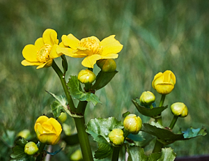 Marsh marigolds