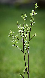 Goat willow in leaf