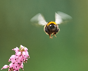 Flying bee