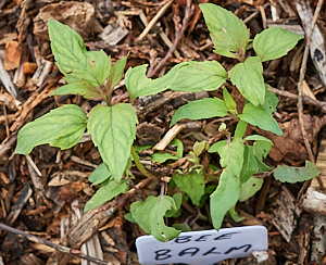 Bee balm plant