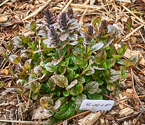 Bugle starting to grow