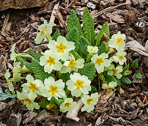 Primroses in flower