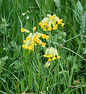 Cowslips in flower