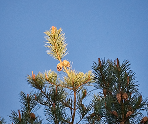 Top of ffir tree lit by late evening light