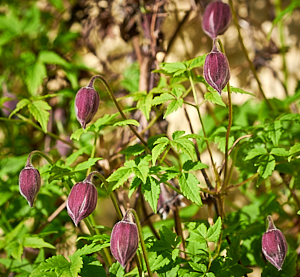 Clematis