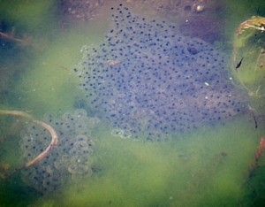 Frog spawn in pond