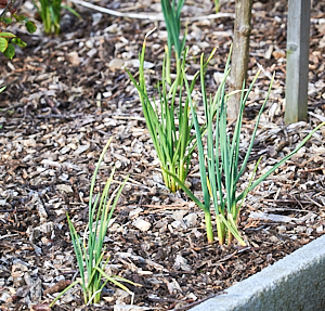 Garlic plant