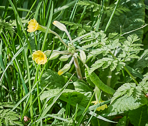 Cowslip