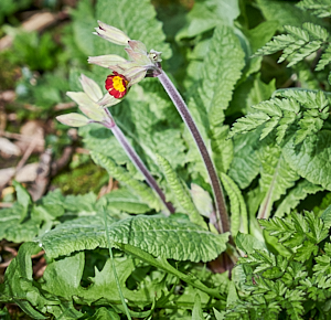 Cowslip relation