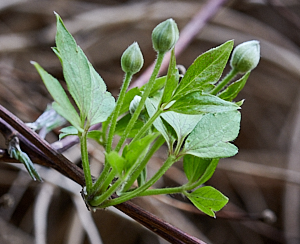 Clematis
