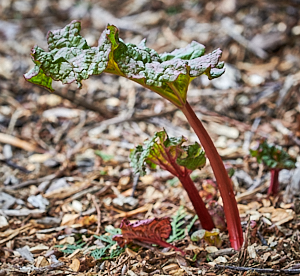 Rhubarb growing